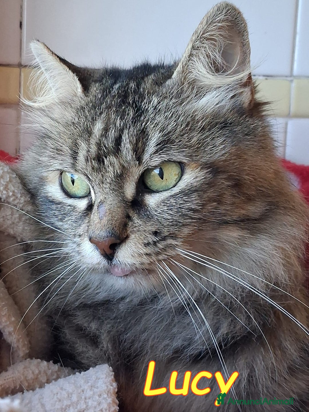 Altre razze gatti in regalo: ABBANDONATA SOTTO LA PIOGGIA. - Annuncio 2