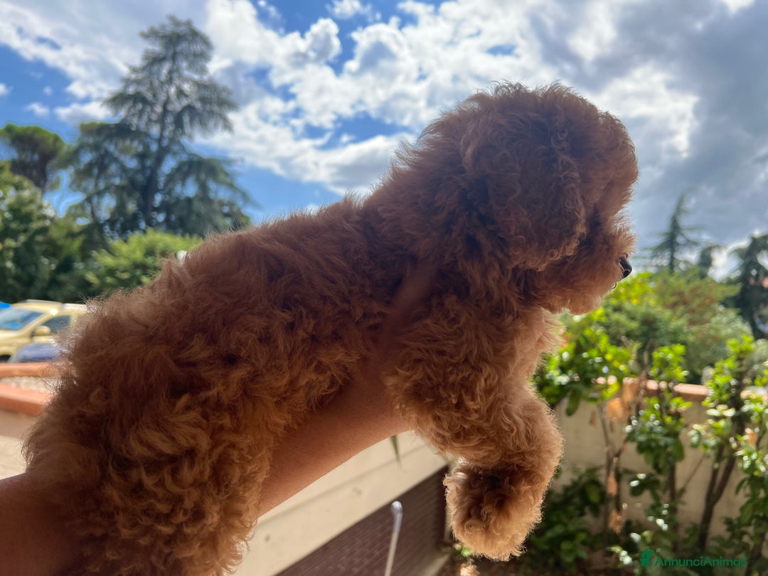 Barboncino cani in vendita: Bellissimi cuccioli di barboncino  a Città Metropolitana di Firenze - Immagine 4