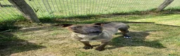 Pastore Belga cani in regalo: MALI', dolce pastore malinois - Annuncio 6