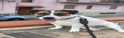 Jack Russell cani in vendita: Jack Russell  a Città metropolitana di Palermo - Annuncio 5