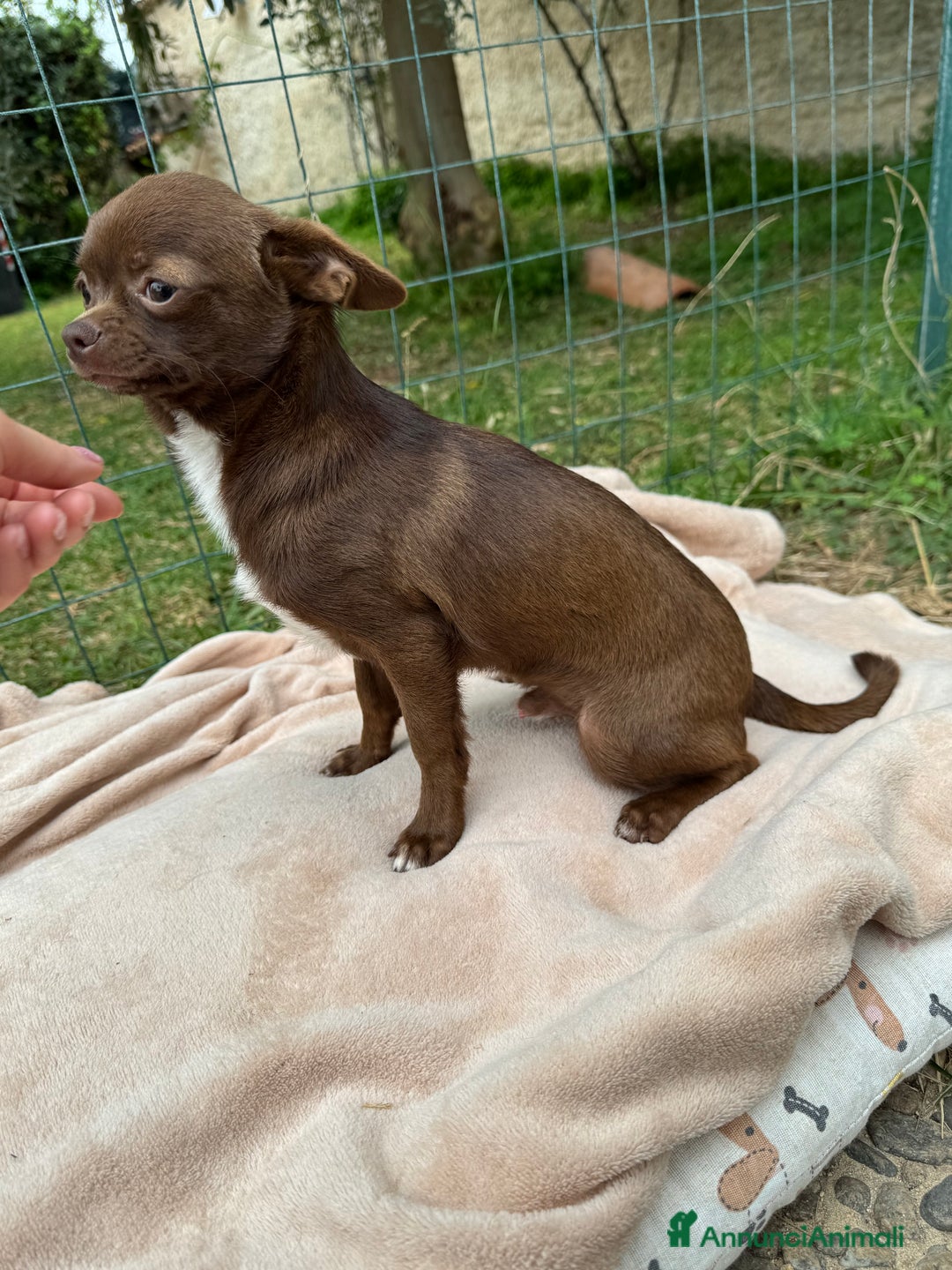 Chihuahua cani in vendita: Chihuahua maschio con pedigree Enci - Annuncio 6