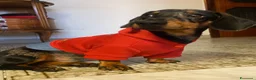 Bassotto Nano cani per accoppiamento: Gennarino cerca fidanzata - Annuncio 4