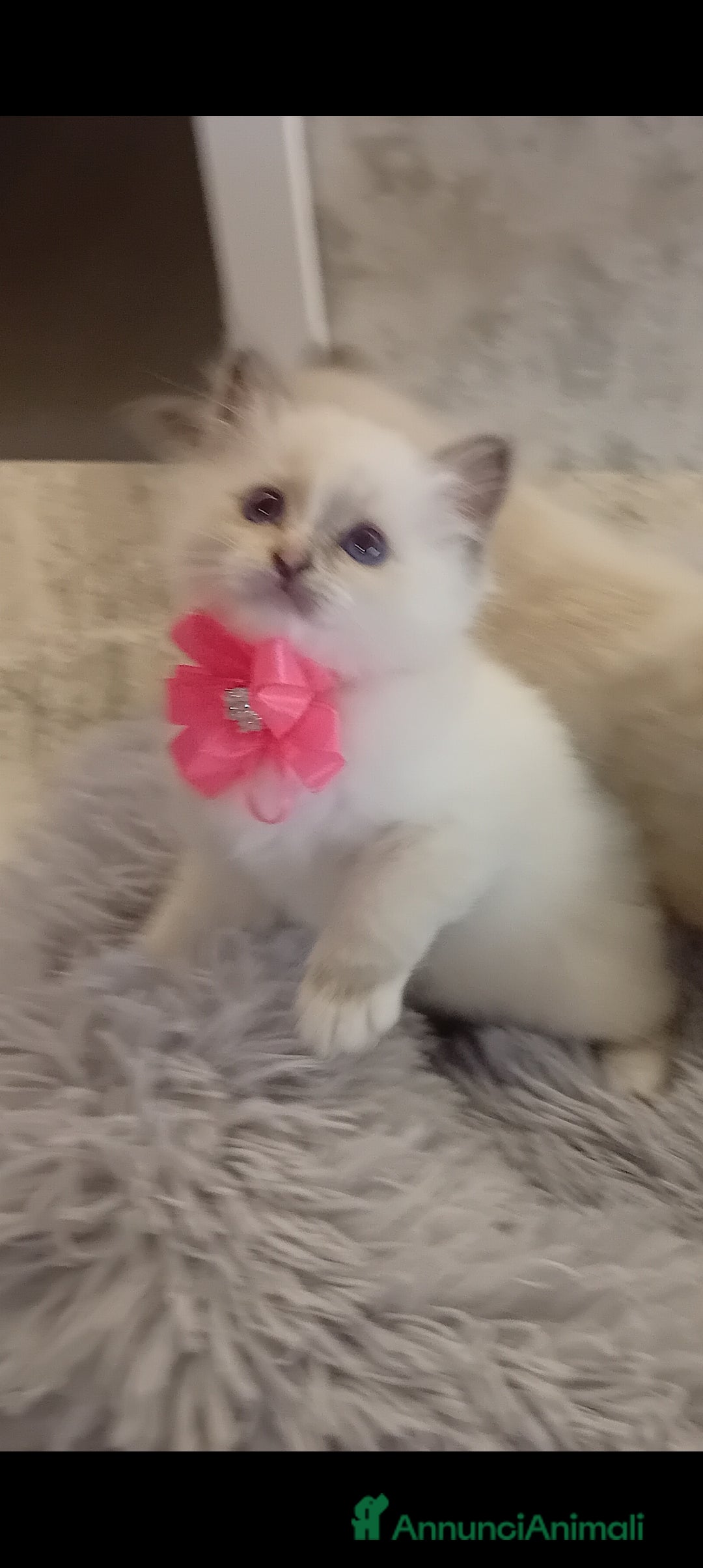 Sacro di Birmania gatti in vendita: Gattina Sacro di Birmania - Annuncio 4