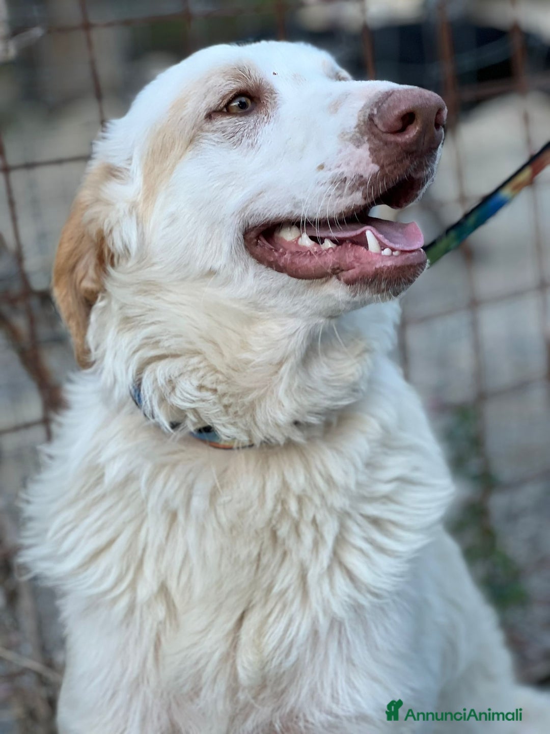 Meticcio cani in regalo: Cracco molto affettuoso - Annuncio 7