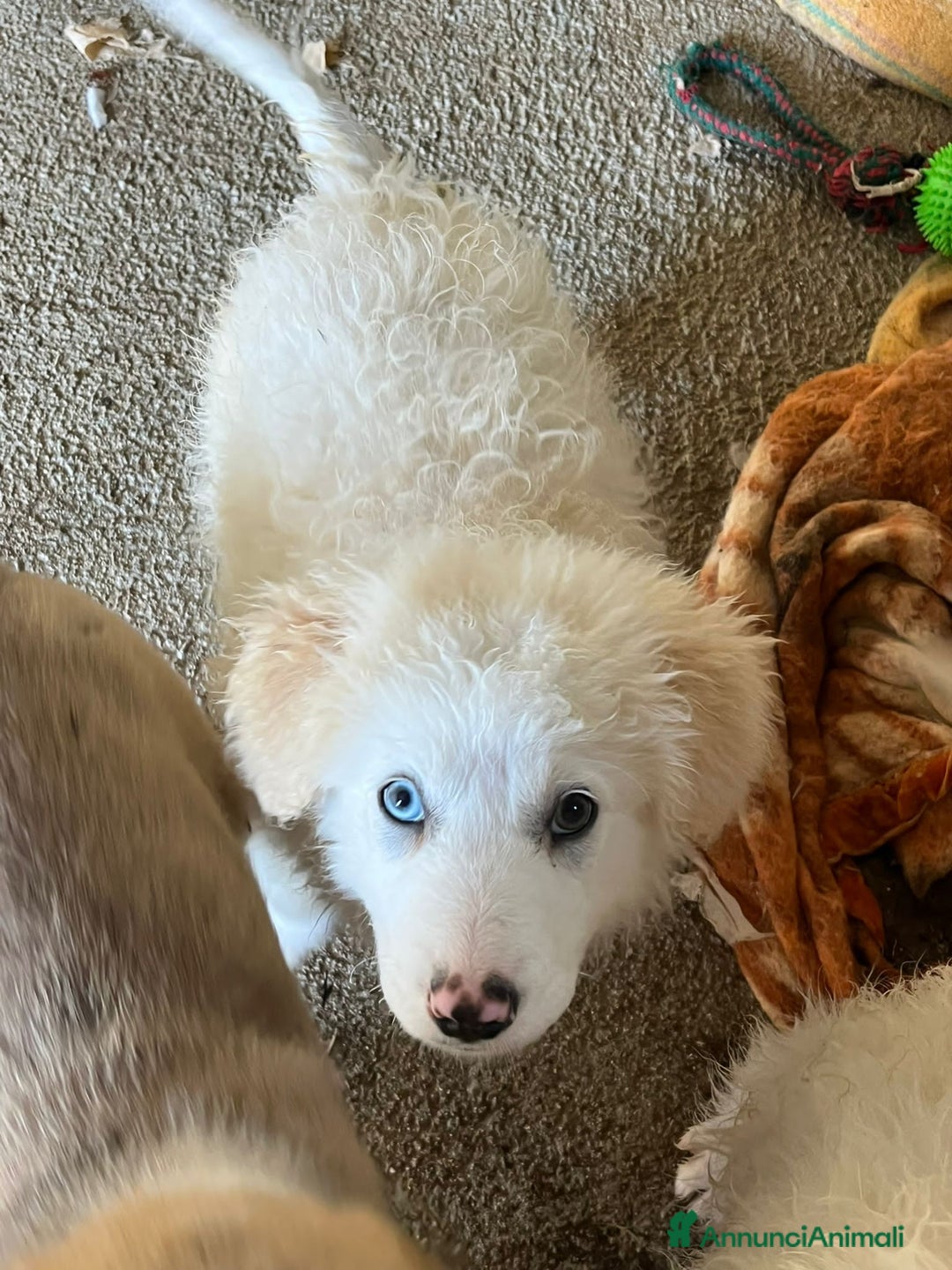 Altre razze cani in regalo: BUDDY, BUBBLES, BASIL E BAMBI - Annuncio 5