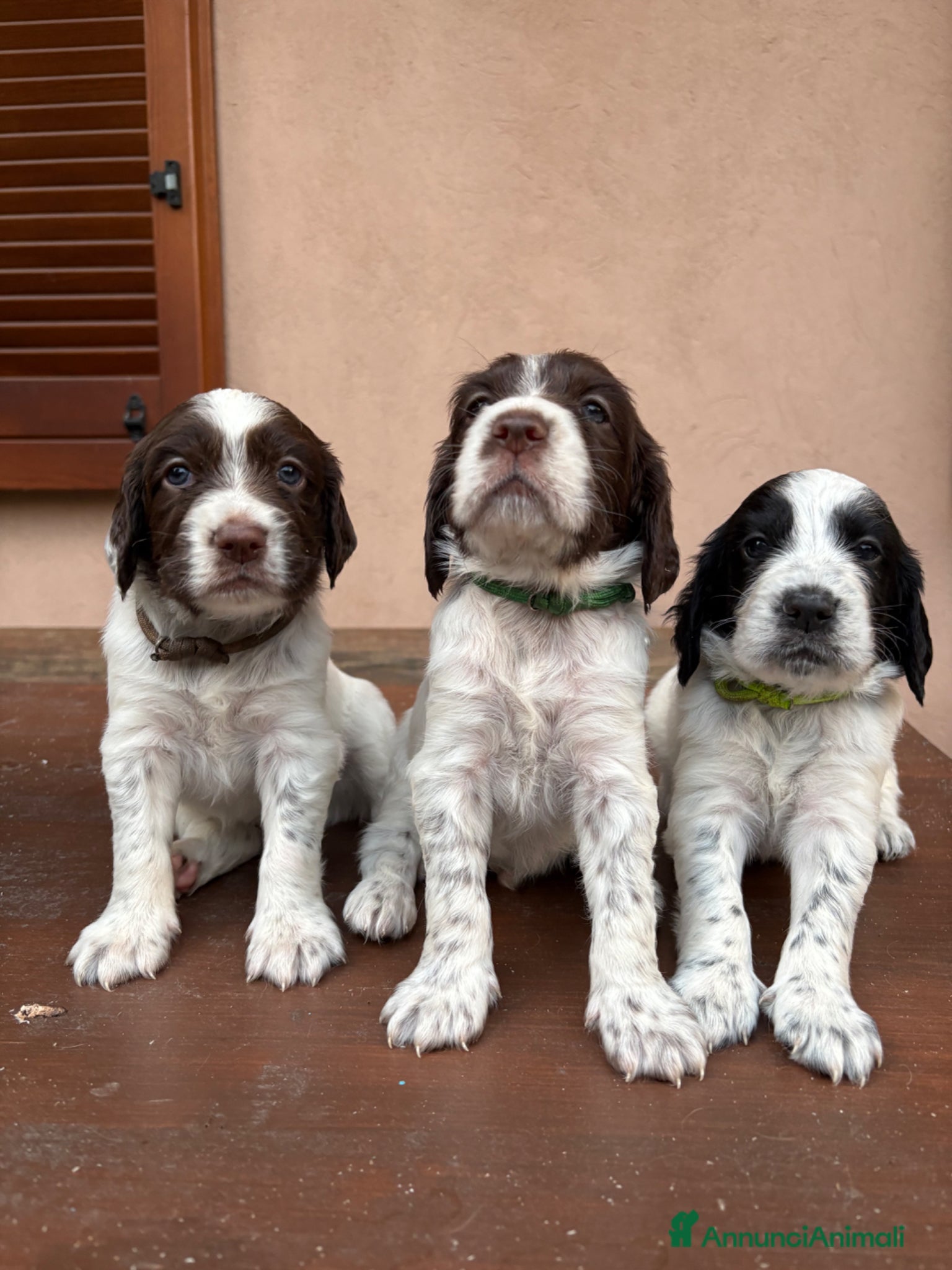 Setter Inglese cani in vendita: 2 cucciolini maschi di Setter Inglese con Pedigree - Annuncio 5