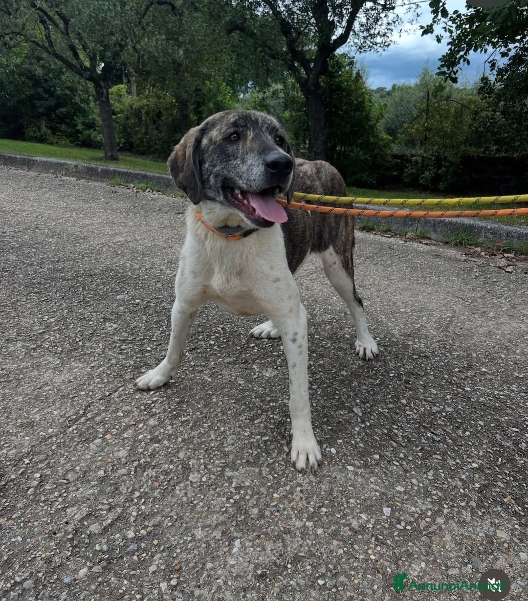 Meticcio cani in regalo: Luna 18mesi tg grande ok gatti rinata! ROMA SOS  - Annuncio 4