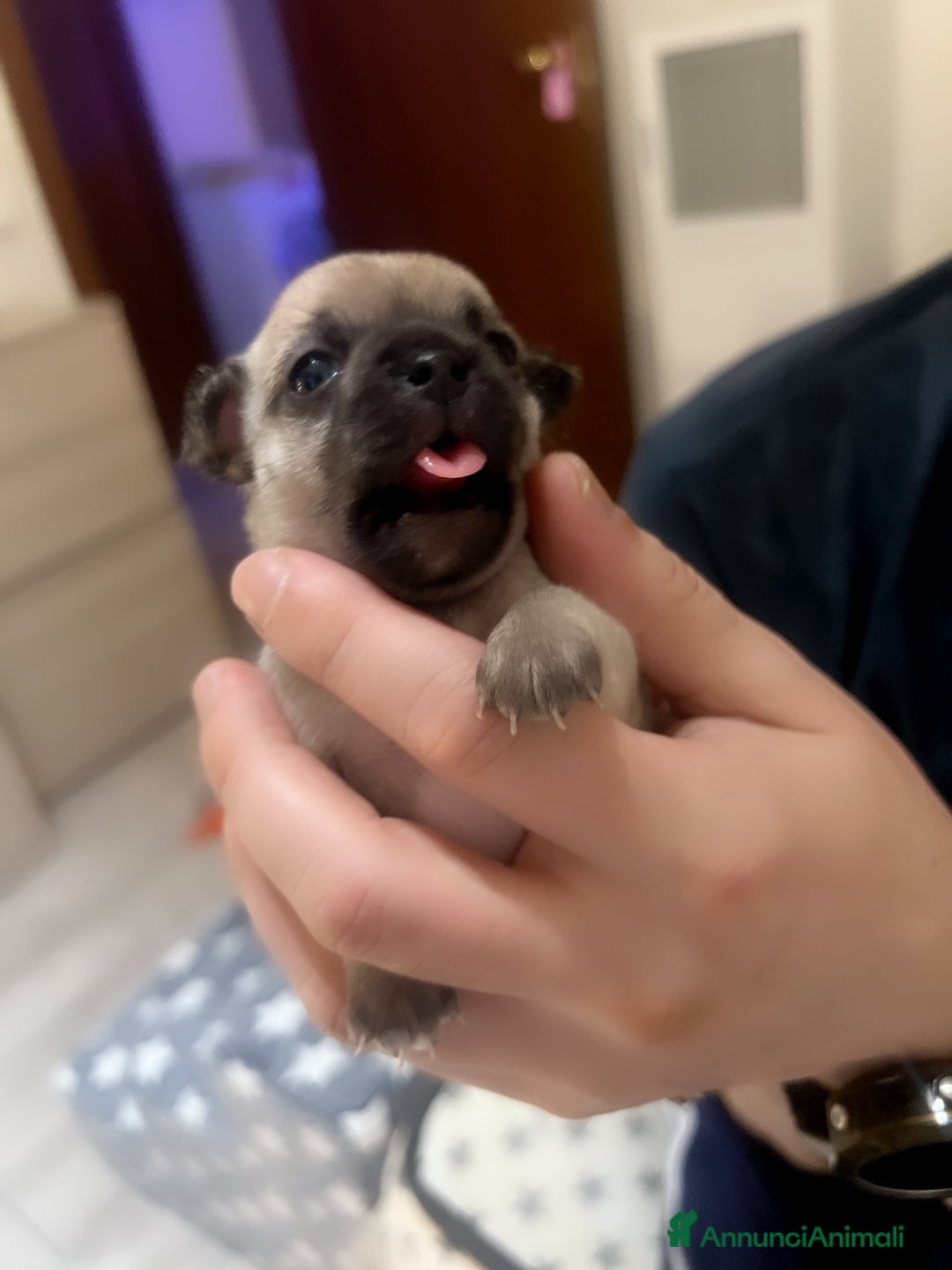 Chihuahua cani in vendita: Chihuahua  - Annuncio 3