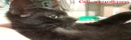 Europeo gatti in regalo: Gattino nero, 3 mesi, un'amore a Città metropolitana di Roma Capitale - Annuncio 2