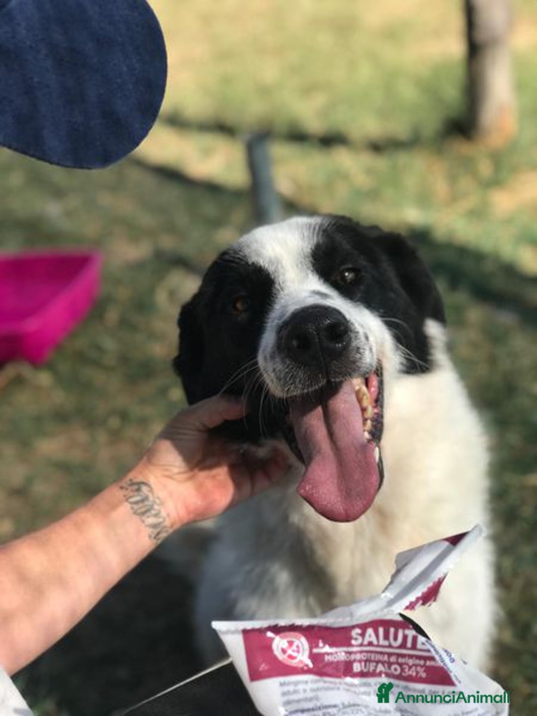 Meticcio cani in regalo: BUFFALO, CHE TIPO SIMPATICO a Provincia di Latina - Annuncio 6