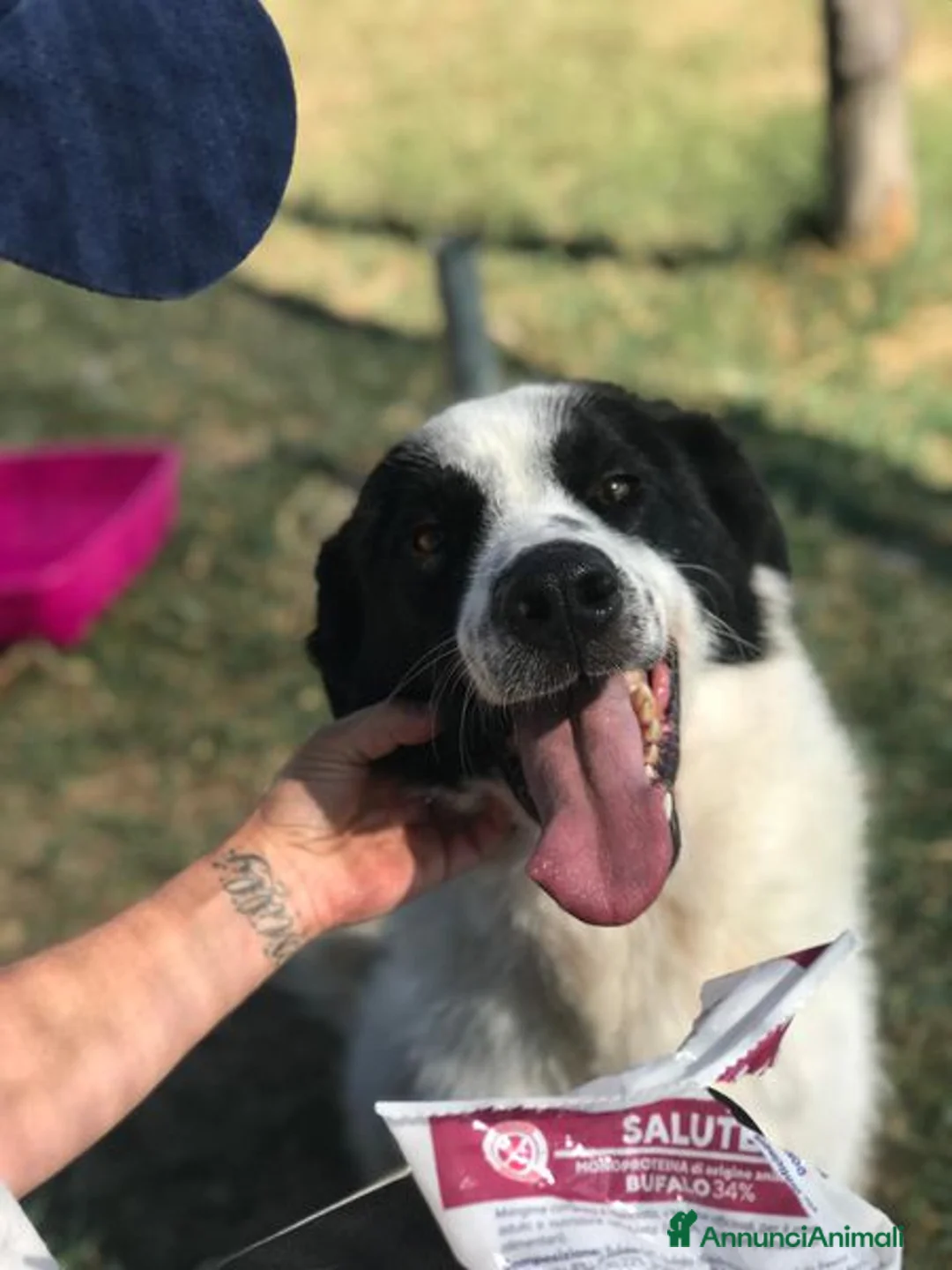 Meticcio cani in regalo: BUFFALO, CHE TIPO SIMPATICO a Provincia di Latina - Annuncio 6
