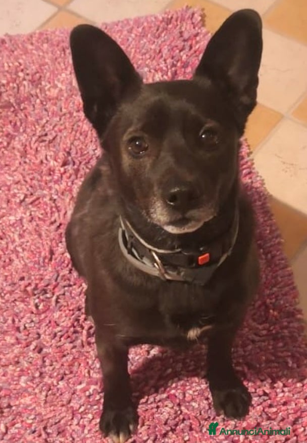 Meticcio cani in regalo: Cagnolino 6 anni tg contenuta - Annuncio 4