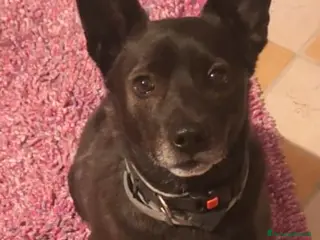 Meticcio cani in regalo: Cagnolino 6 anni tg contenuta - Annuncio 4