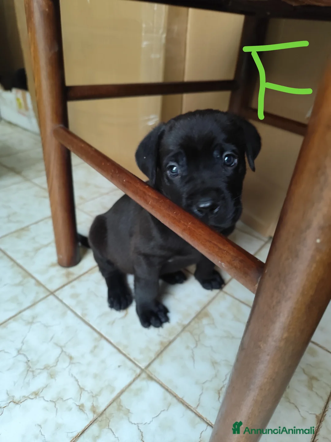 Cane Corso cani in vendita: Cuccioli di cane corso  - Annuncio 10