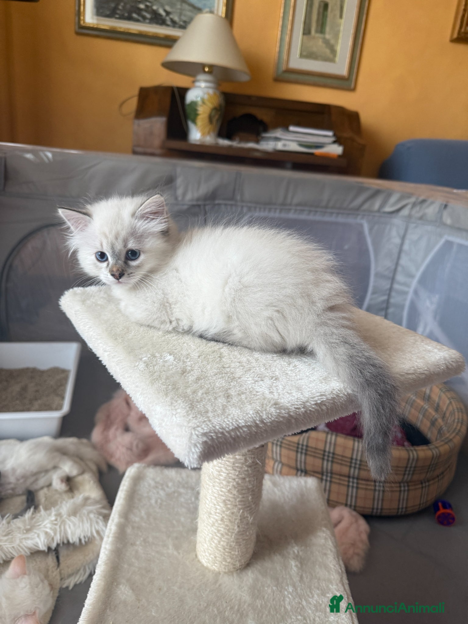 Siberiano gatti Ultime due cucciole siberiane neva disponibili - Annuncio 3