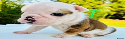 Bulldog cani in vendita: Cuccioli Bulldog Inglese - Annuncio 33