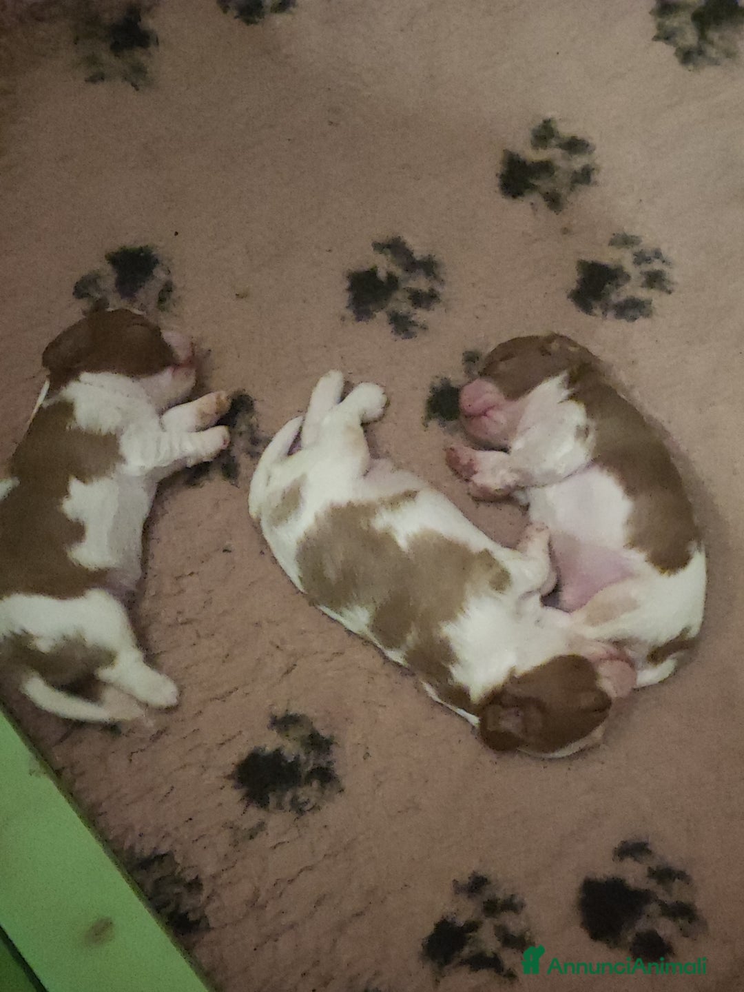 Cavalier King cani in vendita: Cuccioli Quicksilver delle isole verdi  - Annuncio 5