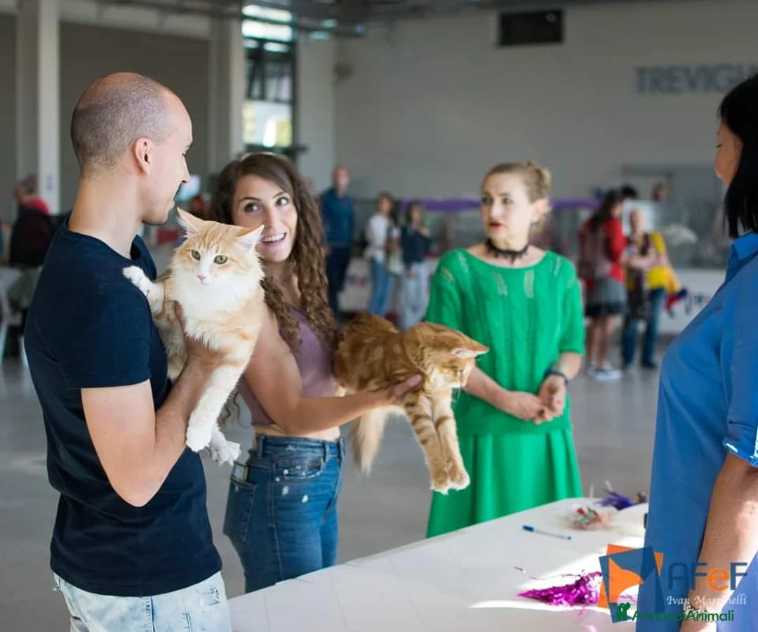 Immagine della galleria {{count}}