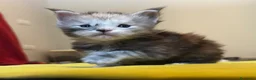 Maine Coon gatti in vendita: Maine coon con pedigree  - Annuncio 1