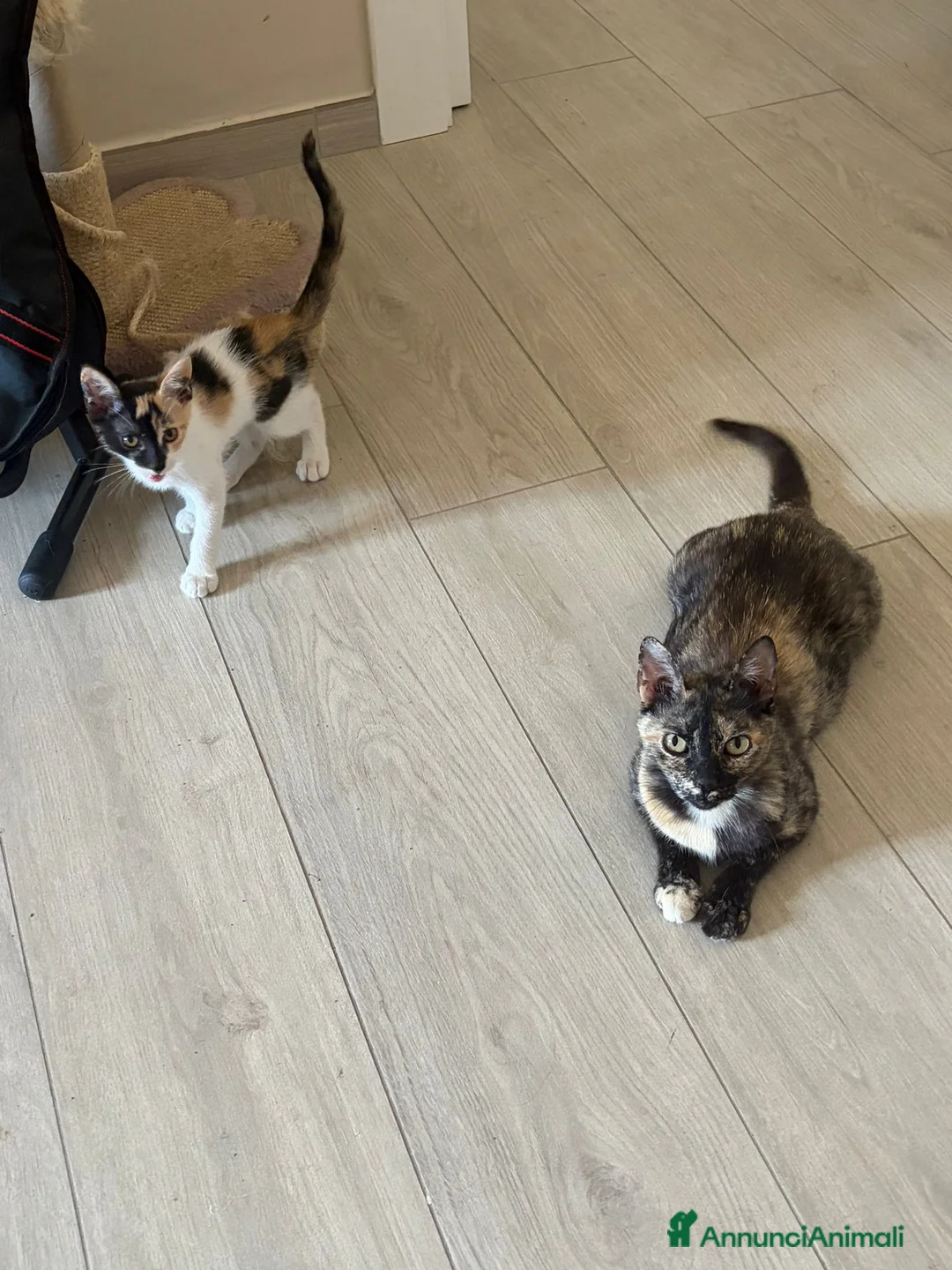 Meticcio gatti in regalo: Squit e mamy  - Annuncio 2
