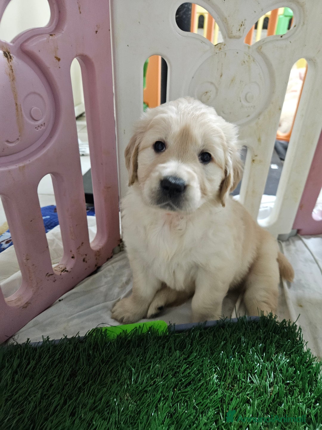 Golden Retriever cani in vendita: Cuccioli Golden Retriever  - Annuncio 3