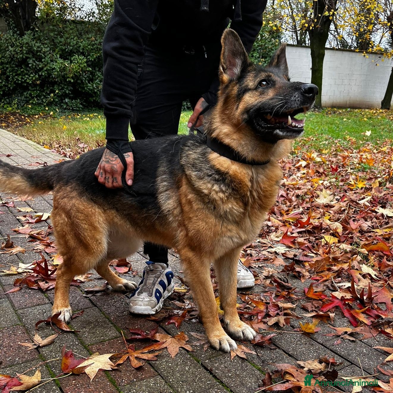 Pastore Tedesco cani FEDERICA PASTORE TEDESCO - Annuncio 6