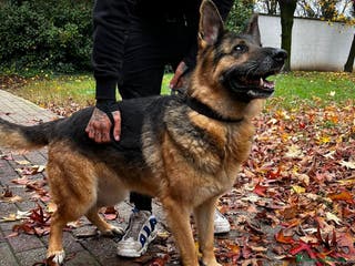 Pastore Tedesco cani FEDERICA PASTORE TEDESCO - Annuncio 13