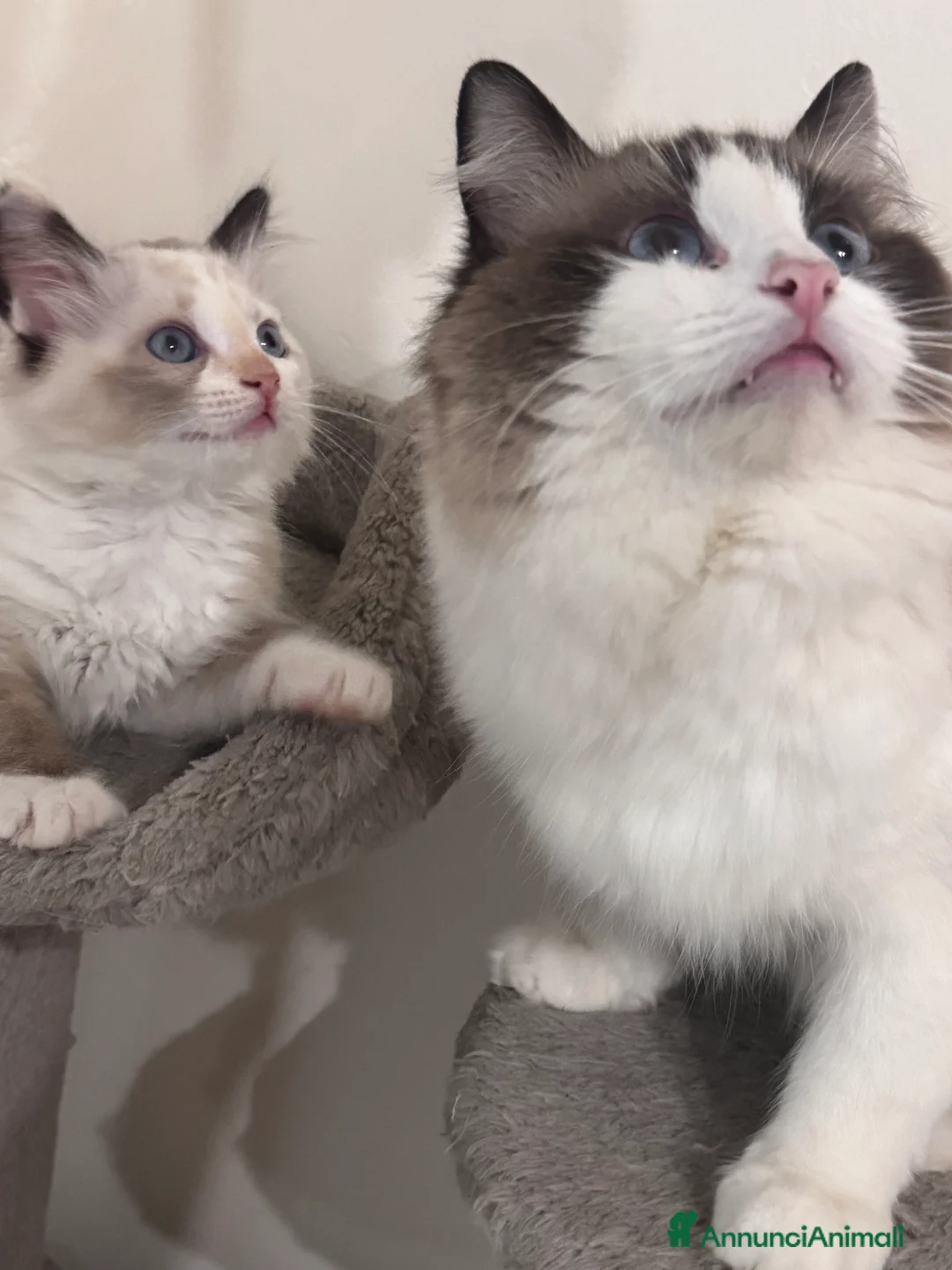 Ragdoll gatti in vendita: Ragdoll - Annuncio 2
