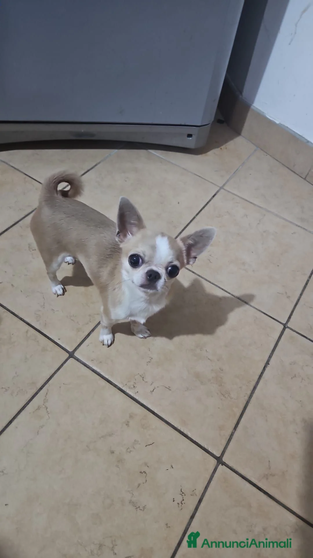 Chihuahua cani in vendita: Chihuahua toy femmina a Città metropolitana di Milano - Annuncio 2