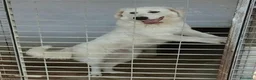 Pastore Abbruzzese Maremmano cani in regalo: JERRY con tanta voglia di correre a Provincia di Macerata - Annuncio 3