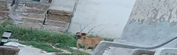 Meticcio cani in regalo: Triade di meticci - Annuncio 13