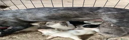 Bearded Collie cani in vendita: cuccioli border  - Annuncio 7