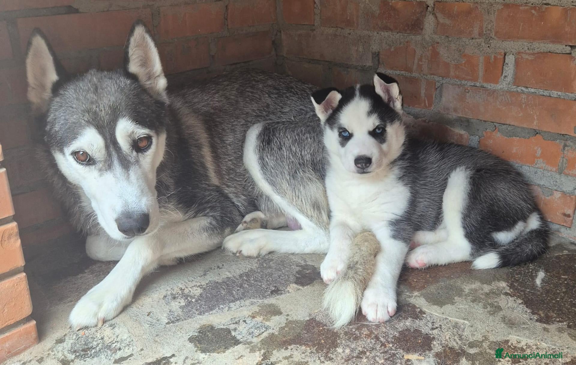 Husky cani Cuccioli di siberian husky  - Annuncio 5