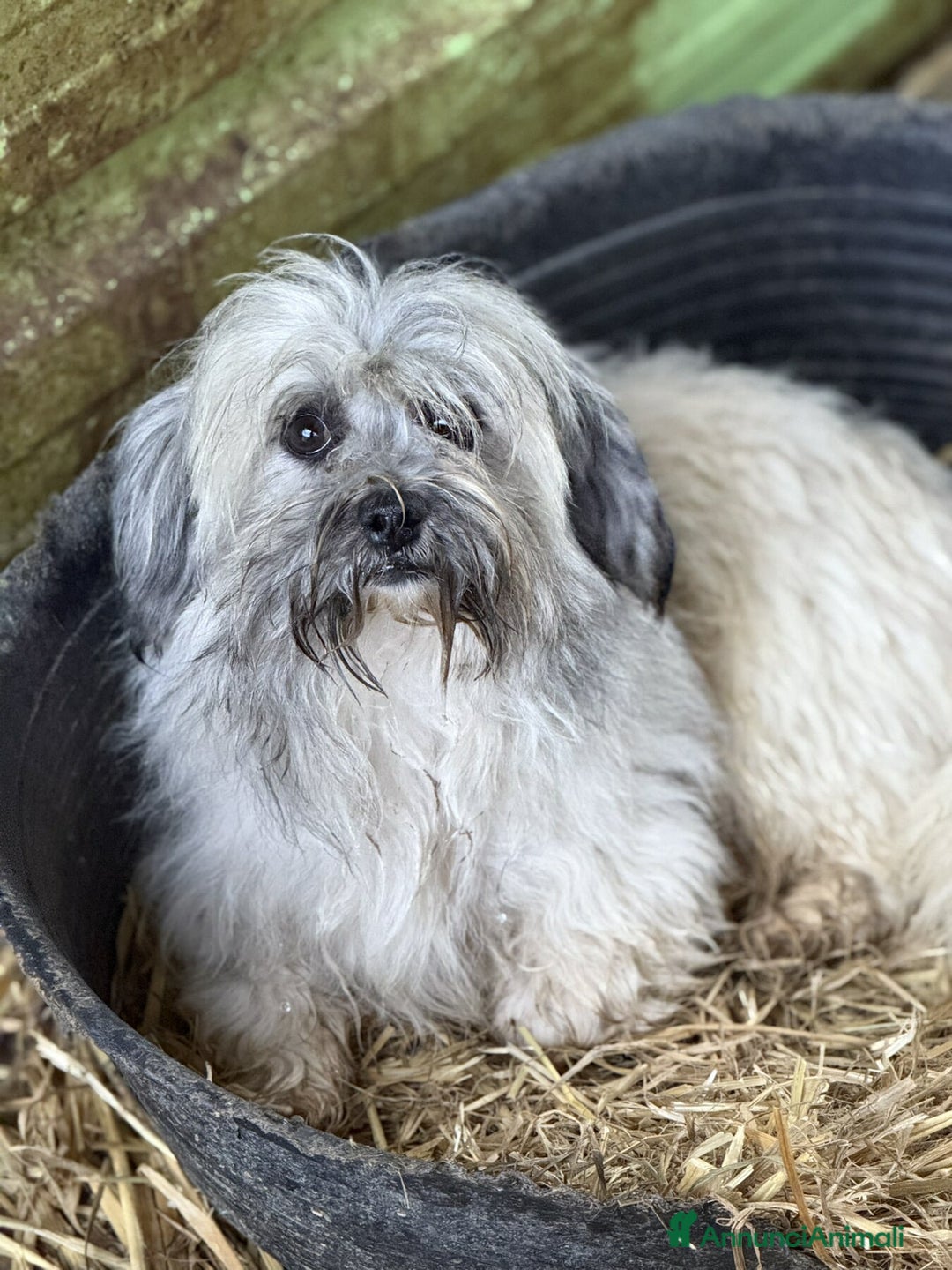 Shih Tzu cani in regalo: BUNNY, mix SHIH TZU tutto pelo! 4KG. - Annuncio 5