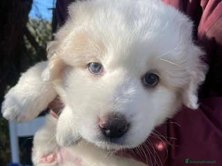 Pastore Maremmano cani Dolci cuccioli tg grande simil maremmani 2 mesi - Annuncio 4