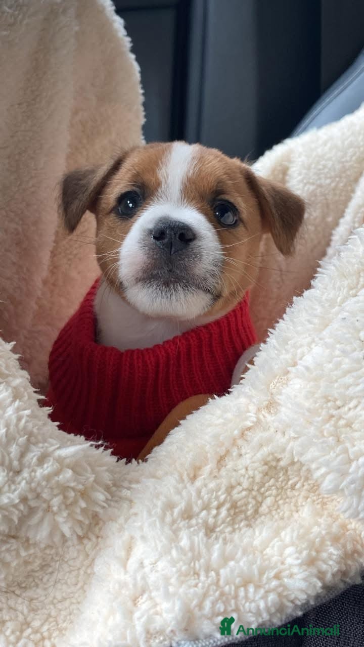 Jack Russell cani Jack Russell terrier Cucciola broken pedigree - Annuncio 2
