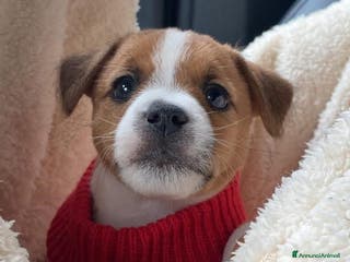 Jack Russell cani Jack Russell terrier Cucciola broken pedigree - Annuncio 2