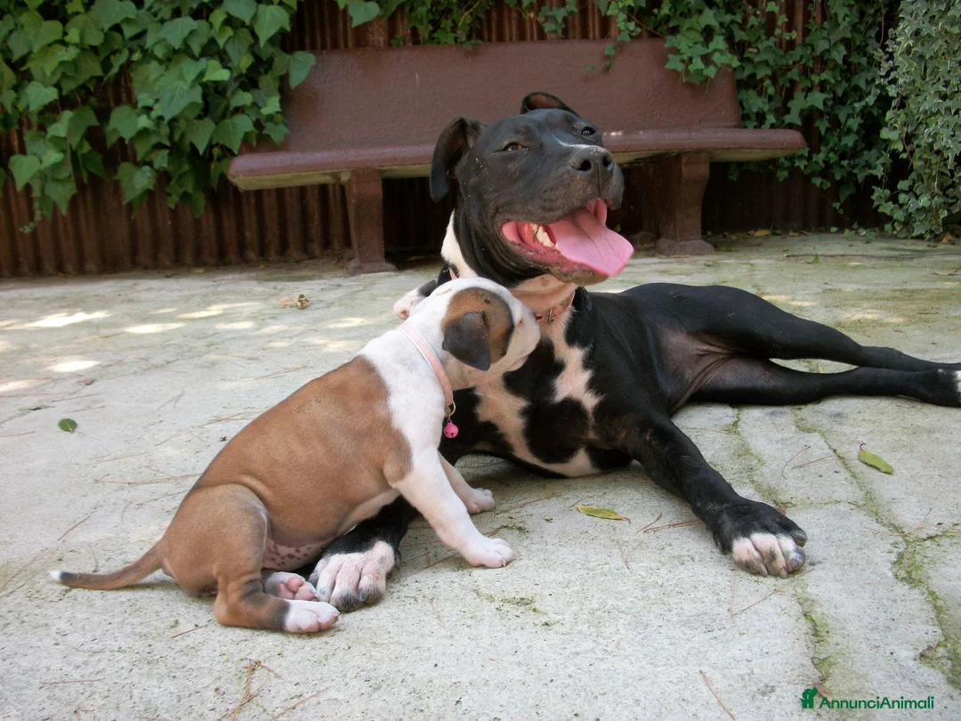 American Staffordshire cani in vendita: Cuccioli Amstaff con pedigree in Puglia e Italia - Annuncio 1