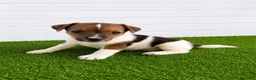 Jack Russell cani in vendita: Jack Russell Cuccioli  - Annuncio 2