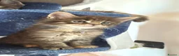 Maine Coon gatti in vendita: Cuccioli di Manine Coon disponibili da giugno - Annuncio 5