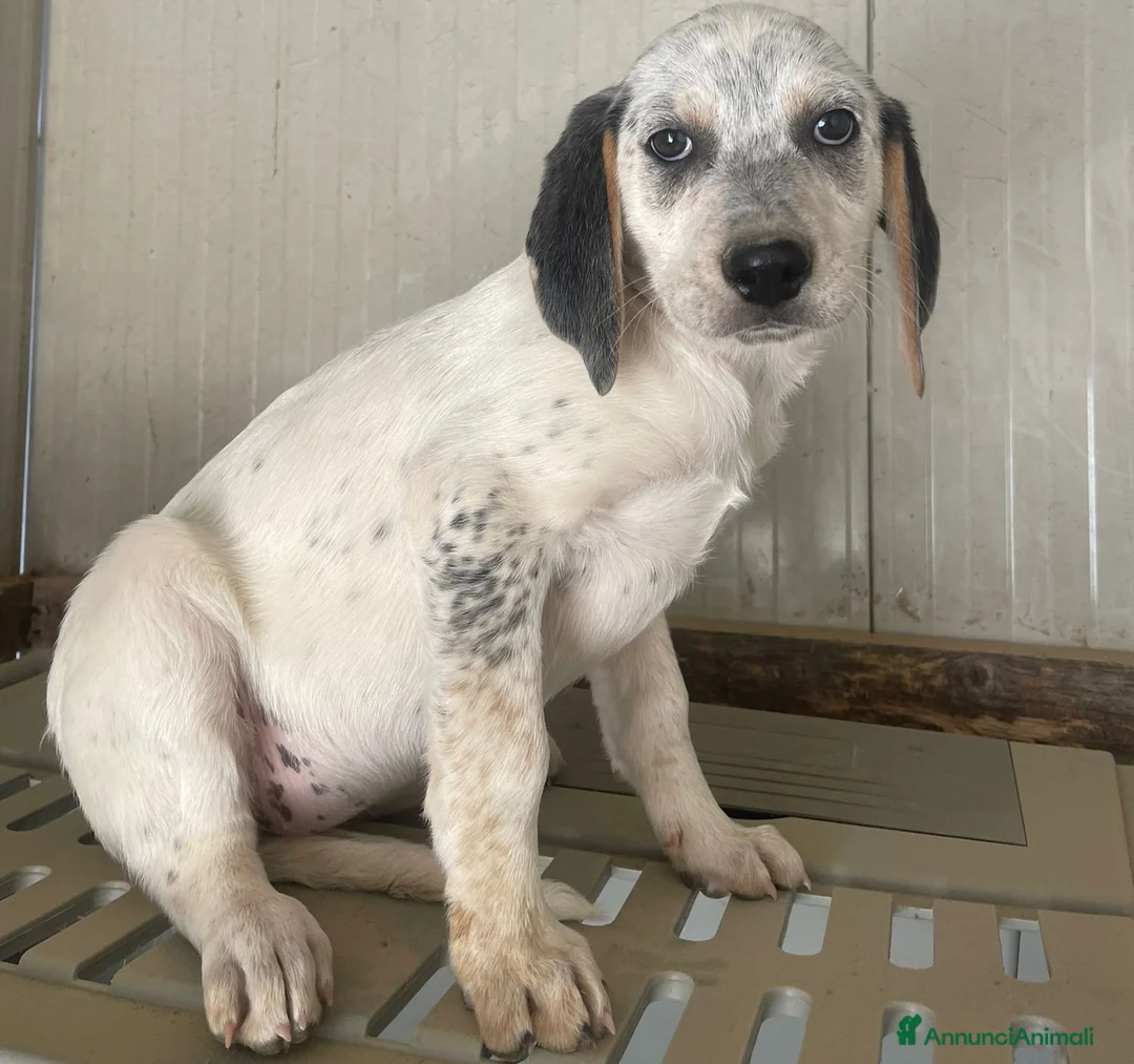 Meticcio cani in regalo: SPLNDIDE CUCCIOLE - Annuncio 1