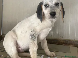 Meticcio cani SPLNDIDE CUCCIOLE - Annuncio 3