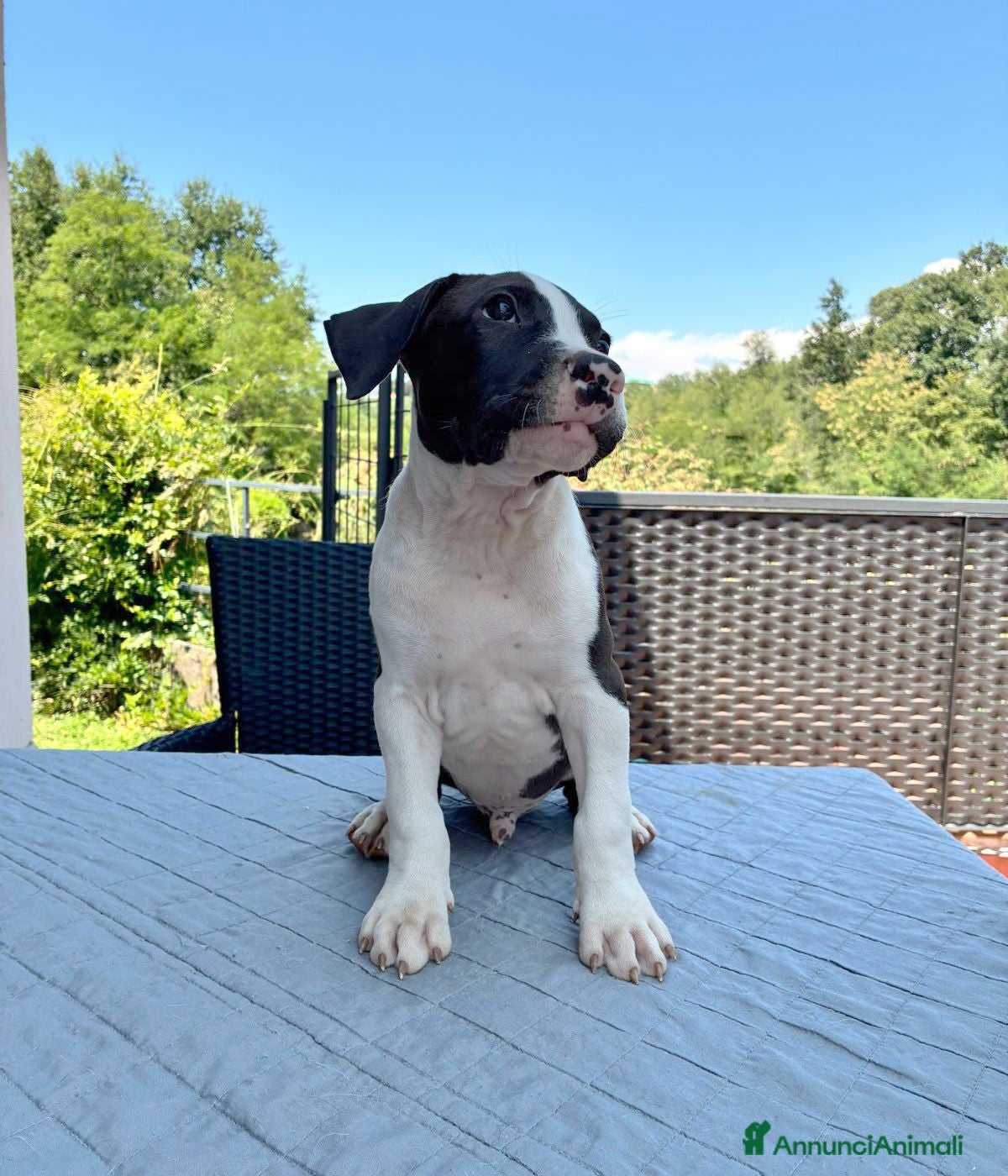American Staffordshire cani American Staffordshire Terrier  - Annuncio 1