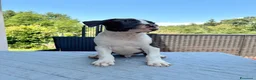 American Staffordshire cani in vendita: American Staffordshire Terrier  - Annuncio 1