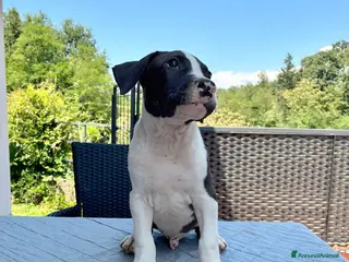American Staffordshire cani American Staffordshire Terrier - Annuncio 24