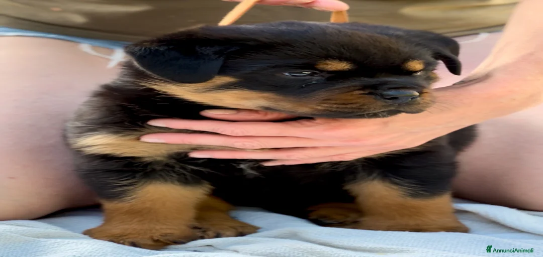 Immagine della galleria {{count}}