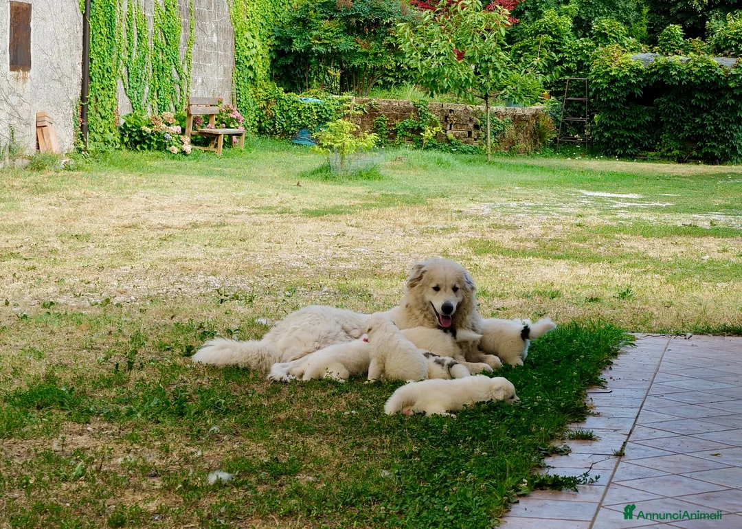 Cane da Montagna dei Pirenei cani in vendita: Sette cuccioli di Cane da Montagna dei Pirenei a Ente di decentramento regionale di Udine - Annuncio 24