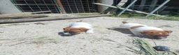 Jack Russell cani in vendita: JACK RUSSELL pelo corto  - Annuncio 2