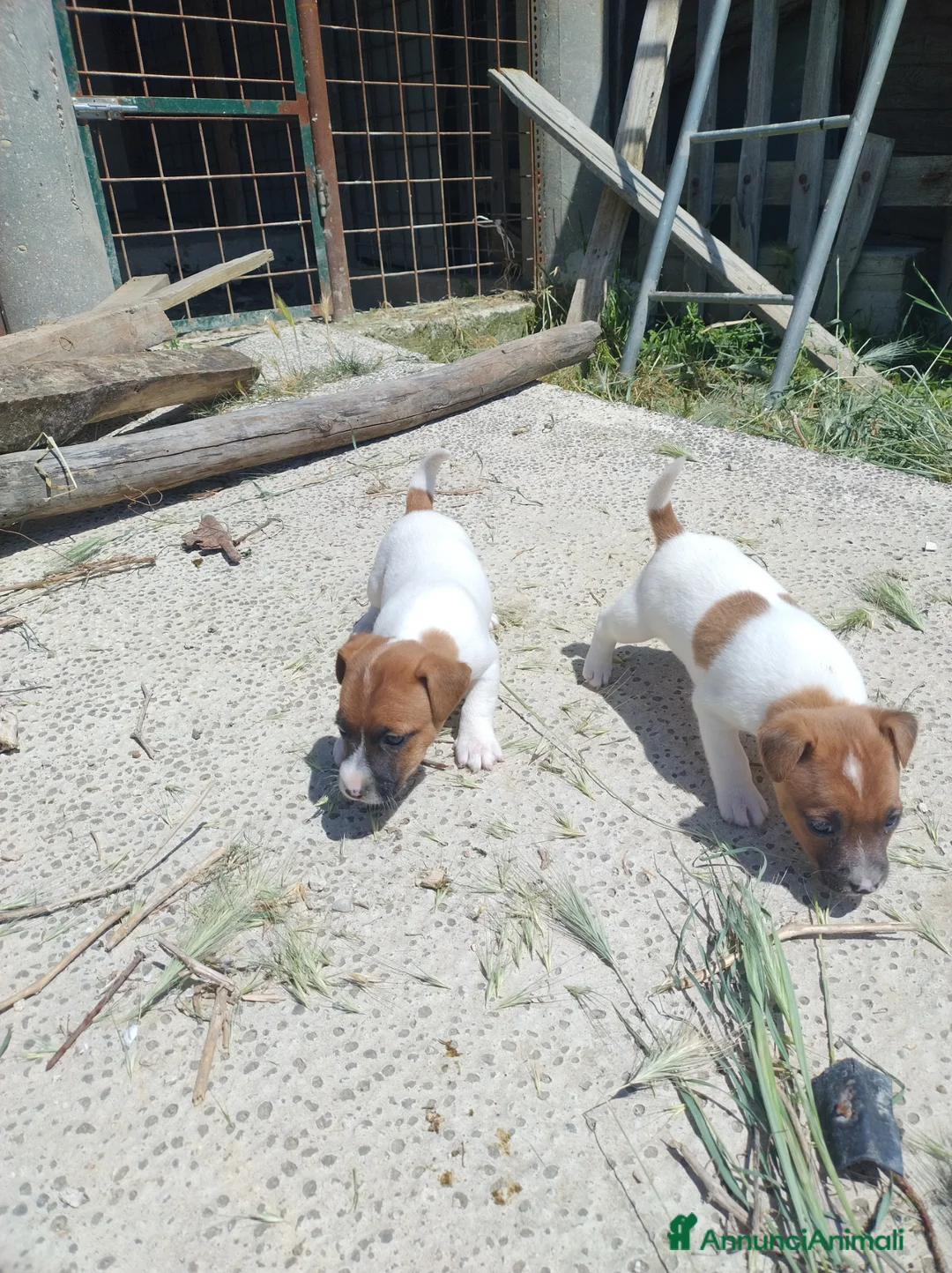 Jack Russell cani in vendita: JACK RUSSELL pelo corto  - Annuncio 2