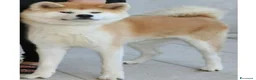 Akita Inu cani in vendita: Cucciolo Akita Inu pelo lungo  - Annuncio 6